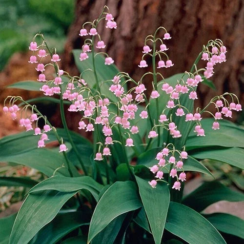 Pink Lily of the Valley Pips - Live Plants, Convallaria 'Rosea', Fragrant Pink Flowers, 2 Pack