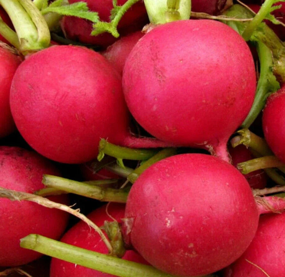 German Giant Radish Seeds - Large Red Globe Radish - Crimson Raphanus sativus