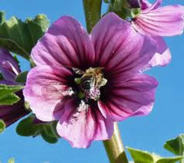 Rose Mallow Seeds 100 Pack, Hibiscus moscheutos, Bright Rose Flowers, Perennial Garden Seeds