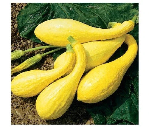 Early Crookneck Summer Squash Seeds – Heirloom Golden Yellow, 20 Non-GMO Seeds, Fast-Growing Cucurbita pepo, Compact Bush Plant