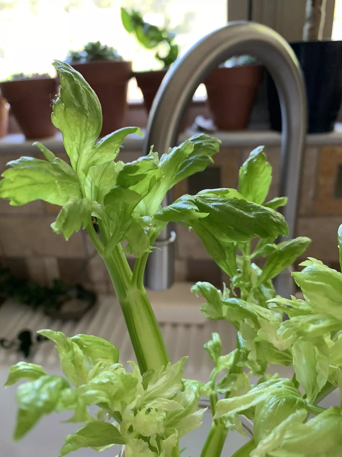 Celery Seeds - 100+ Heirloom Organic Non-GMO Microgreens - Apium graveolens Vegetable Seeds for Gardening