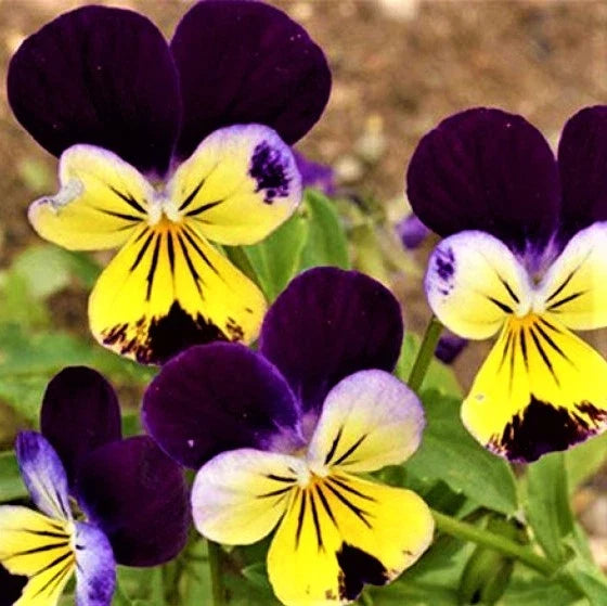 Johnny Jump Up Seeds - 200+ Non-GMO Viola tricolor Flower Seeds for Gardens & Containers
