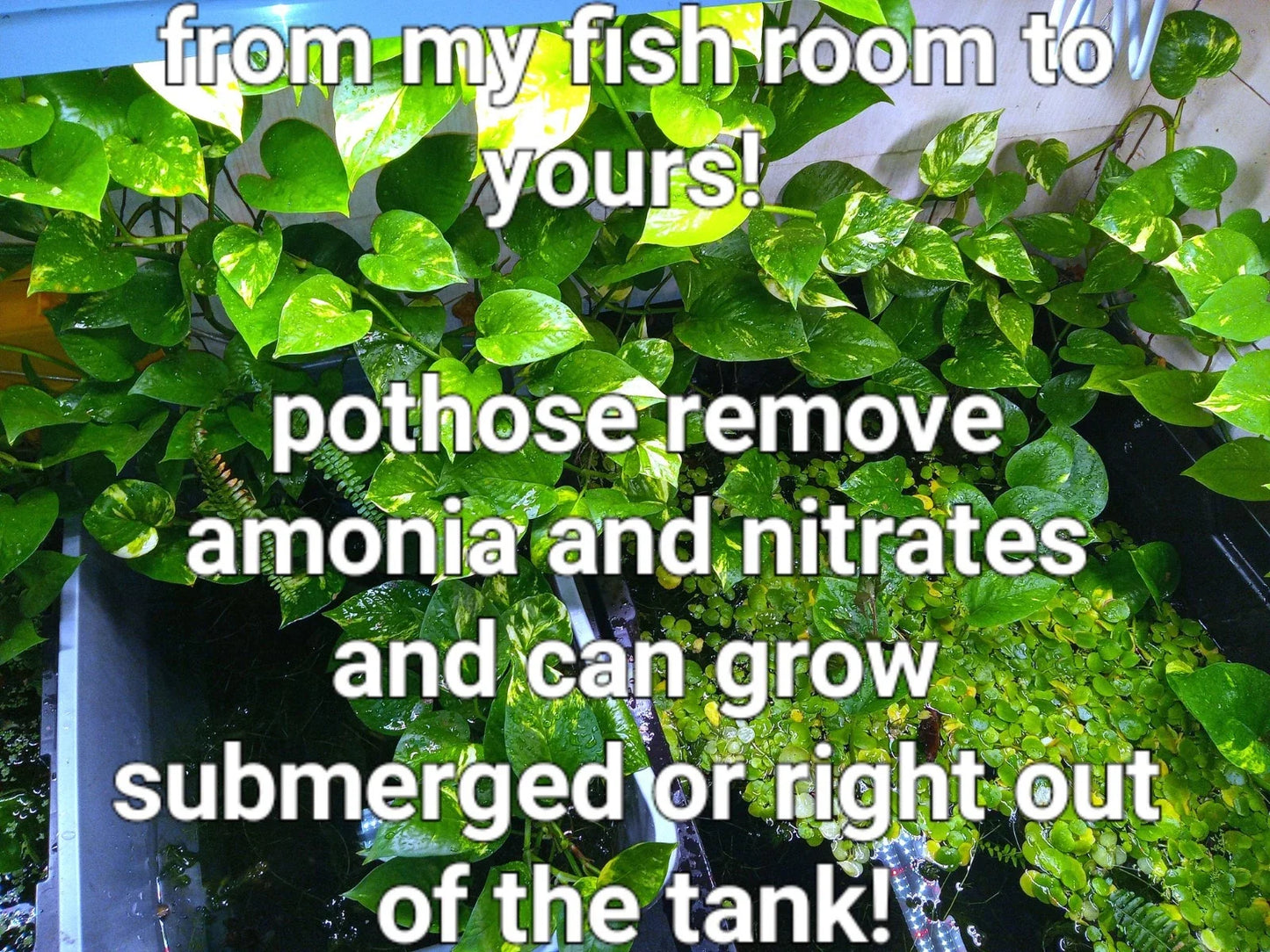 Rooted Pothos Plants Set – Golden, Green & Marbled Queen – Aquarium Water Plants – Epipremnum aureum
