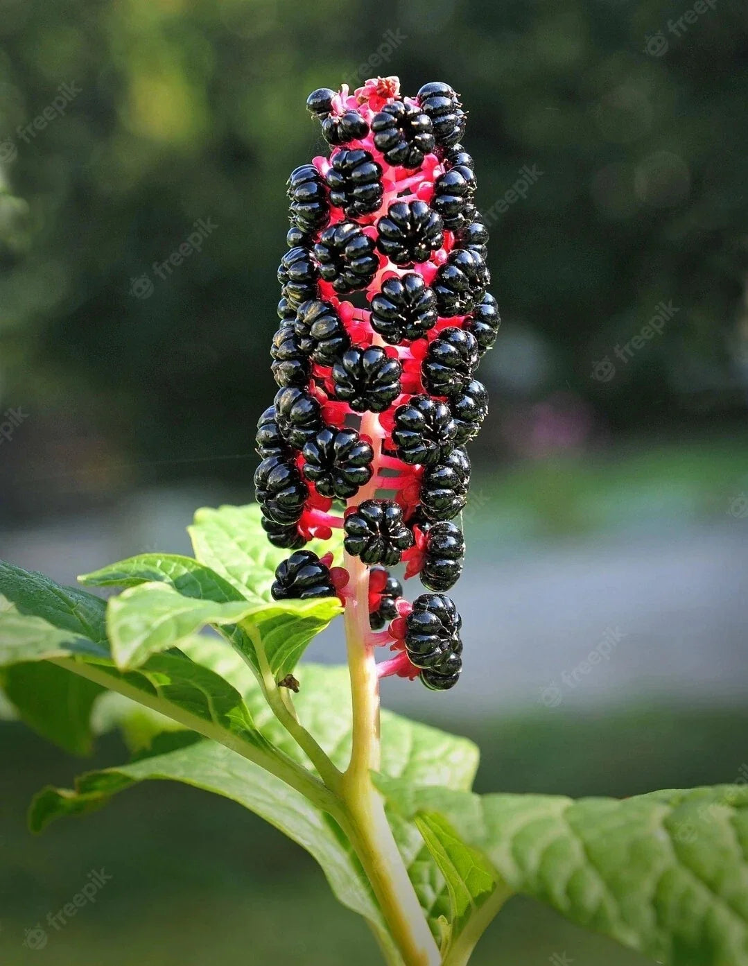 Whole American Pokeweed Berries - 25 Air-Dried Phytolacca americana for Crafts, Decor, Herbal Use