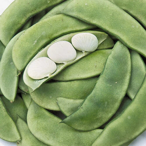Bean Seeds 20 Pack Henderson Dwarf Baby Lima NON-GMO Vegetable Seeds USA