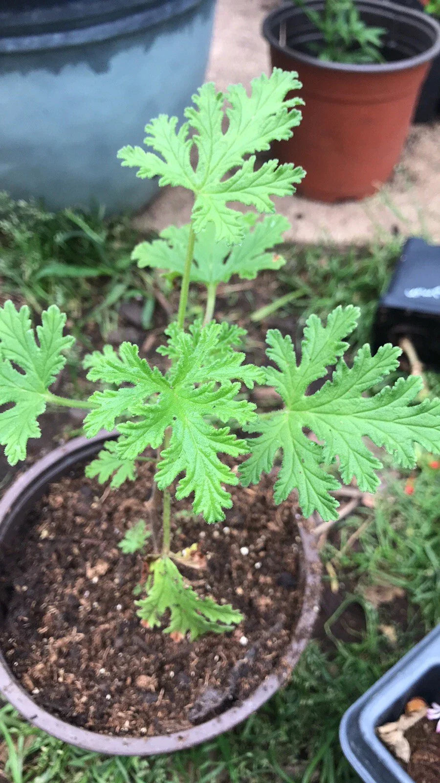 Citronella Geranium Live Plant - Aromatic Pelargonium 'Citrosum' in 4-Inch Pot