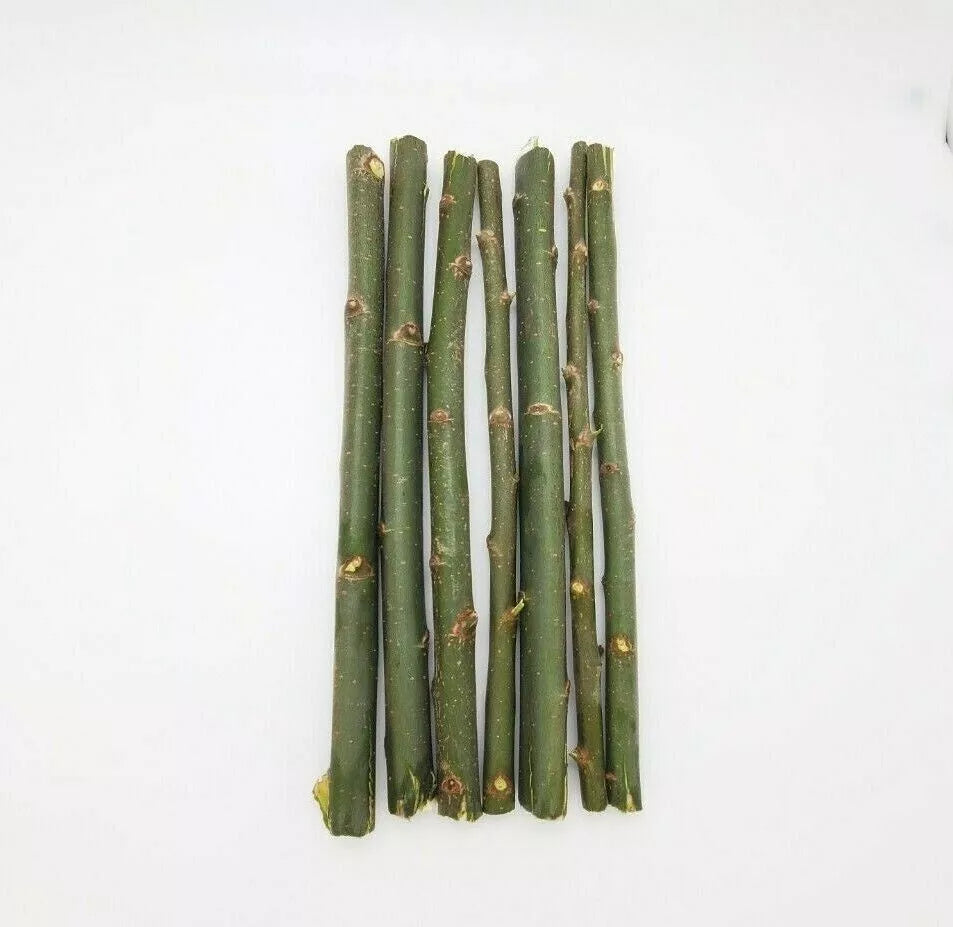 Austree Hybrid Willow Tree Cuttings – 20 Fast Growing Salix x sepulcralis for Privacy Screens & Landscaping