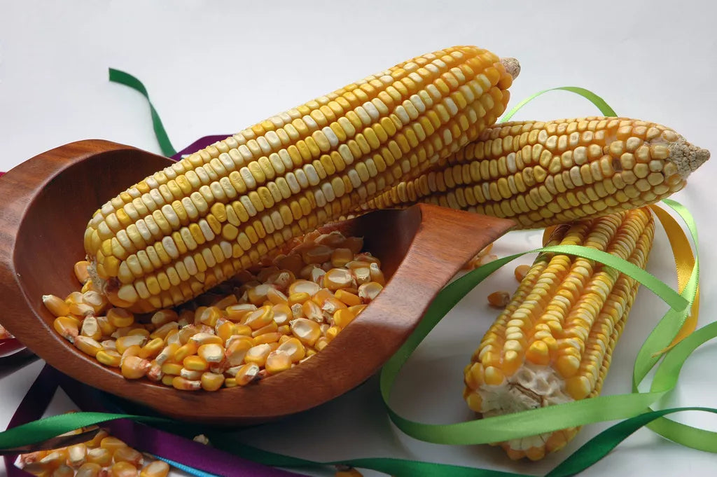 Reid's Yellow Dent Corn Seeds - 30 Pack Heirloom Zea Mays USA Grown