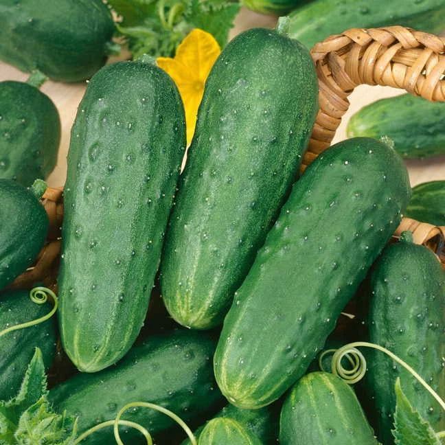 Cucumber Seeds 25+ Pack - Pickling Cucumber Seeds Cucumis sativus
