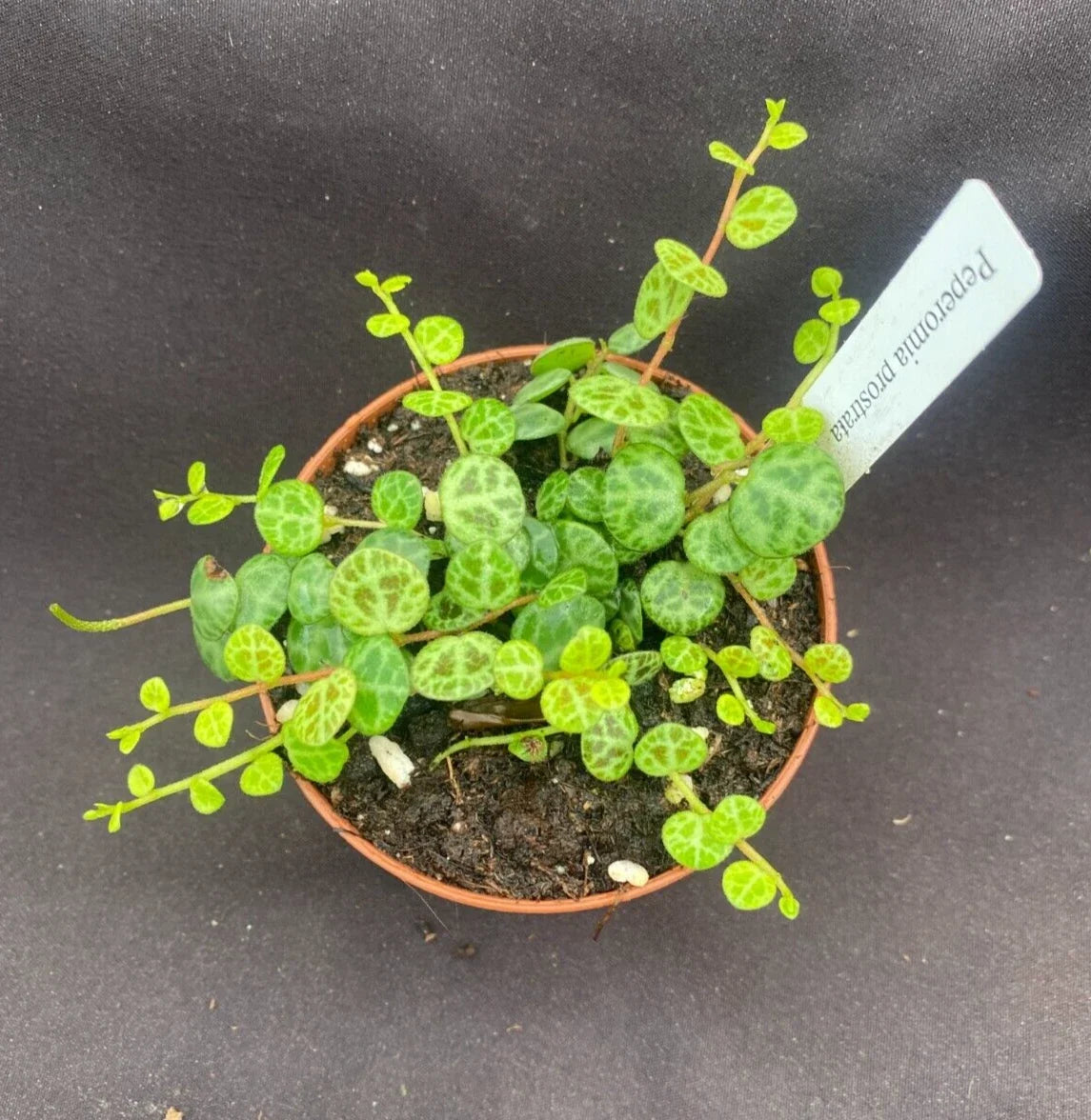 Peperomia prostrata Plant in 3" Pot, String of Turtles, Indoor Houseplant, Low Maintenance, Trailing, Unique Leaf Pattern