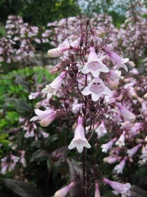 Penstemon digitalis 'Mystica' Seeds – Perennial Pollinator-Friendly Flowering Plant, 20 Seeds
