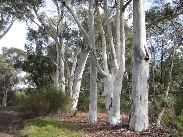 Red Spotted Eucalyptus Seeds - 50 Perennial Flower Seeds - Eucalyptus cinerea - Garden, Landscape, Pollinator Friendly