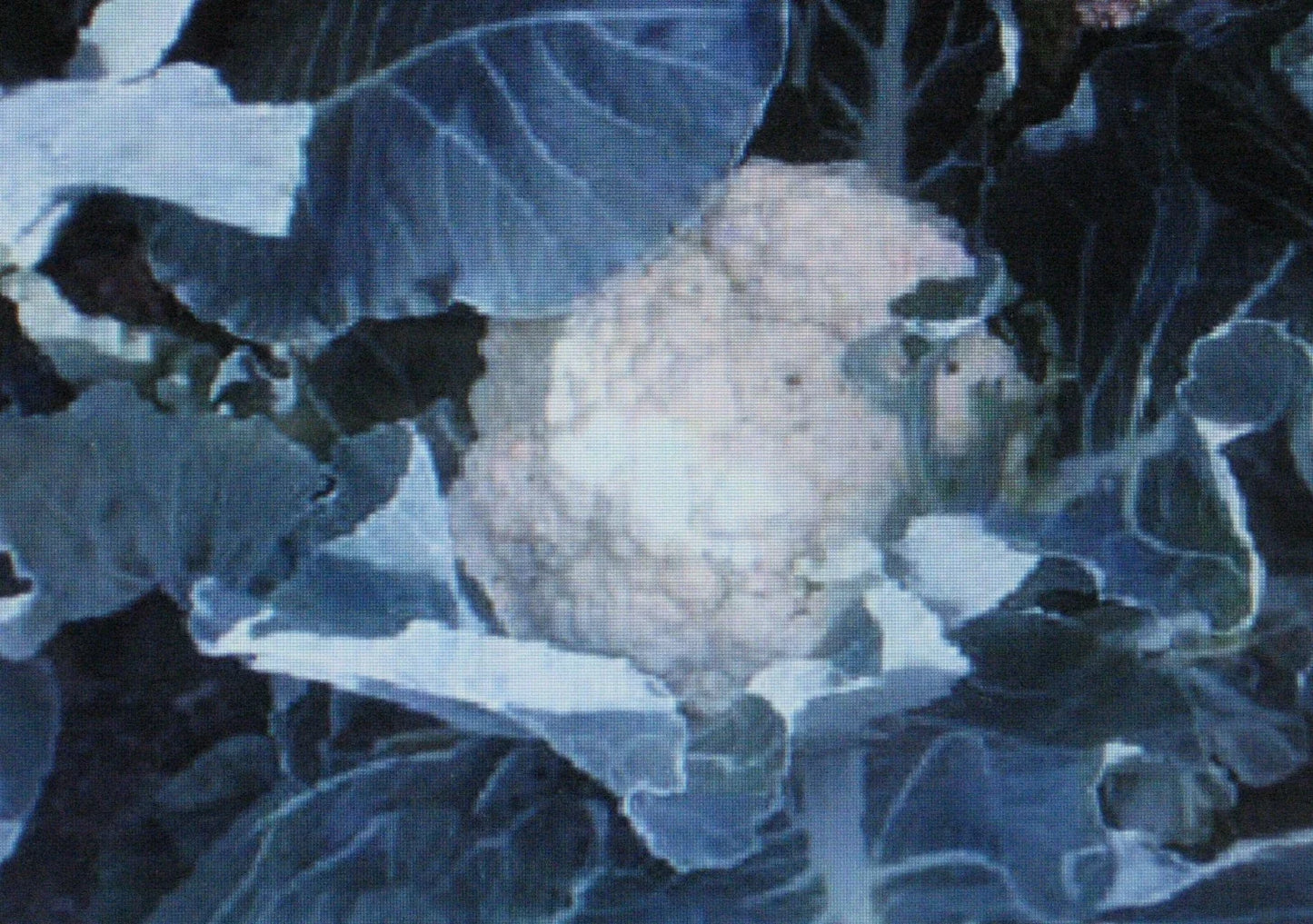 Cauliflower Seeds - Self Blanche Variety for Large Heads - Brassica oleracea - 50 Seeds for Home Garden