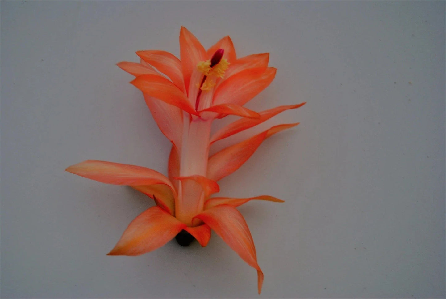 Christmas Cactus Starter Plant - Schlumbergera Truncata - Well-Rooted, Colorful Blooms, Indoor Plant, Holiday Gift