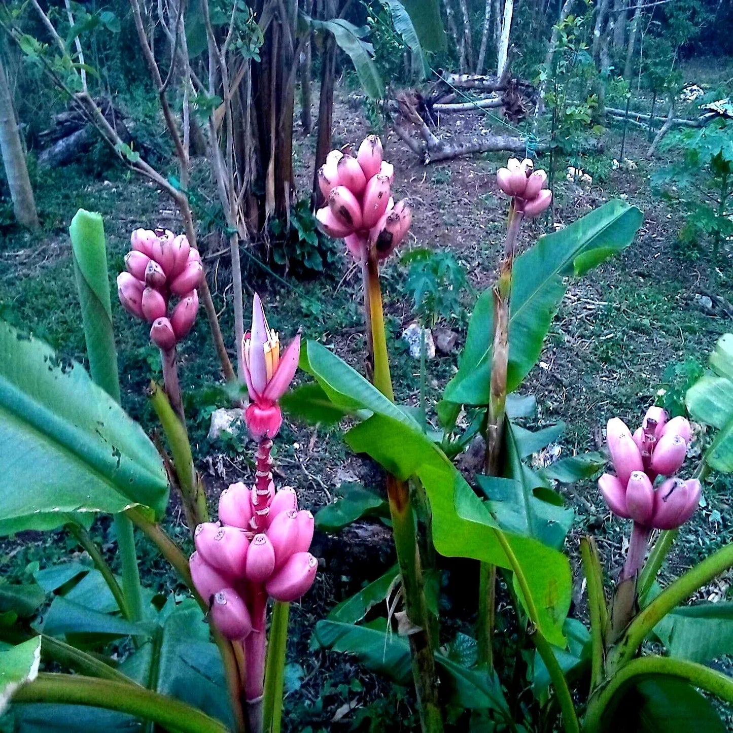 Pink Dwarf Banana Tree Seeds - Musa velutina - Hardy Tropical Fruit for Zone 7b