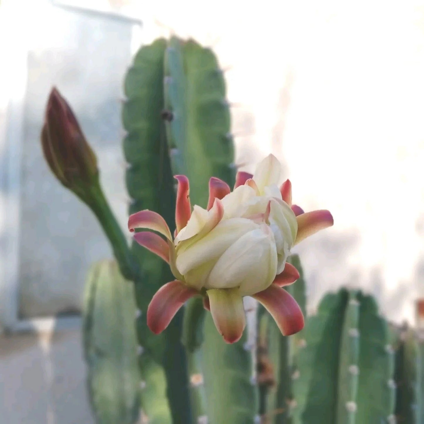 Cereus Peruvianus Cuttings - Peruvian Apple Cactus - 6-8 Inches Tall - Succulent Plant for Indoor & Outdoor Gardening