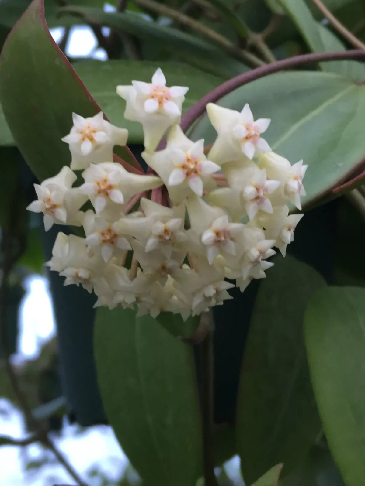 Rare Hoya sp. Laos Rooted Plant in 2.5" Pot, Waxy Green Foliage, Vining Indoor Houseplant