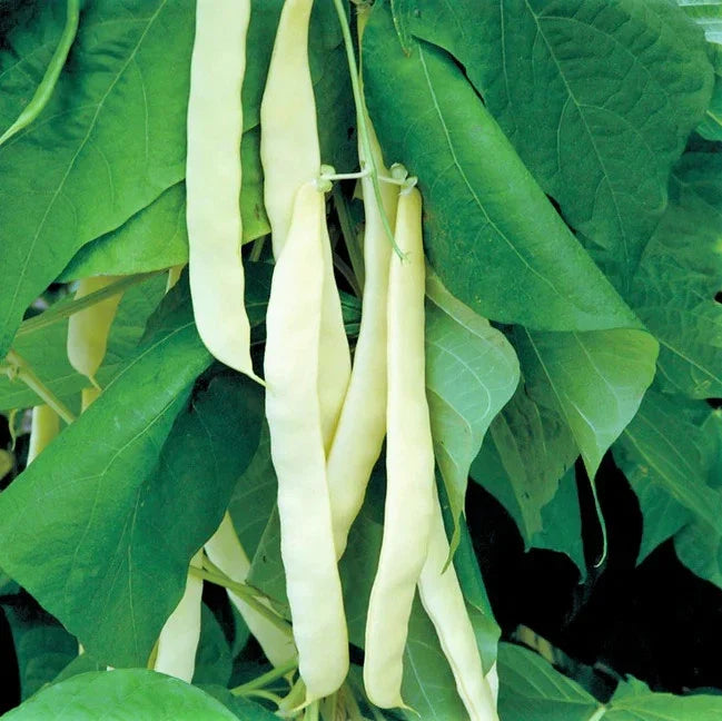 Bai Bu Lao Romano Bean Seeds - Non-GMO Pole, Stringless Green Beans, Phaseolus vulgaris, High-Yield, Organic, 50 Seeds