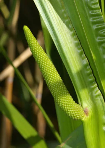 35 Seeds Sweet Flag Ornamental Reed Grass Acorus calamus Fragrant Garden Plant, Clumping, Full Sun to Partial Shade