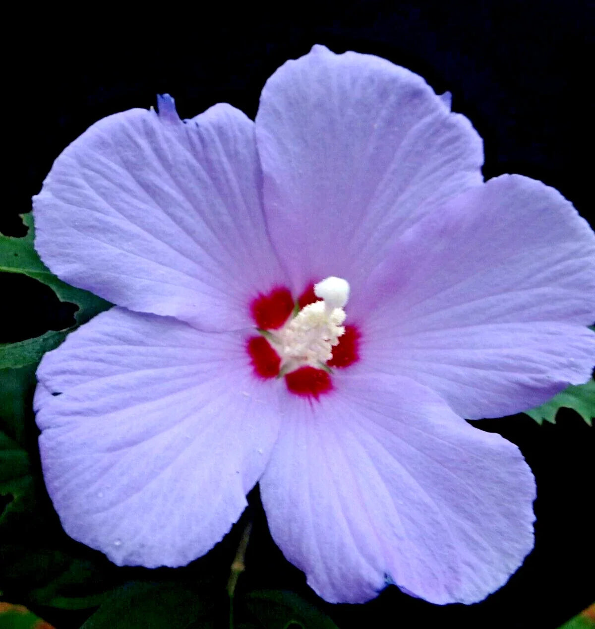 Purple Rose of Sharon Hibiscus Althea Live Plant Starter Bush - Lavender Purple Single Petals, Fast-Growing, Low Maintenance