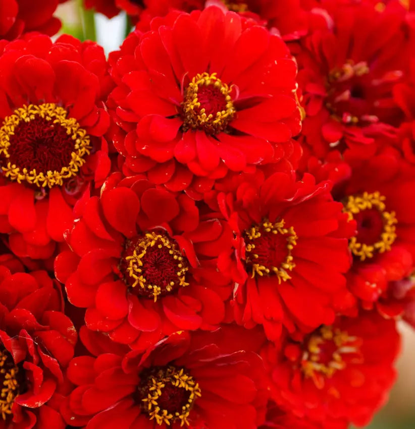 Zinnia Seeds - Cherry Queen Red Scarlet Blooms for Hummingbirds - Non-GMO Zinnia elegans Packet of 100 Seeds
