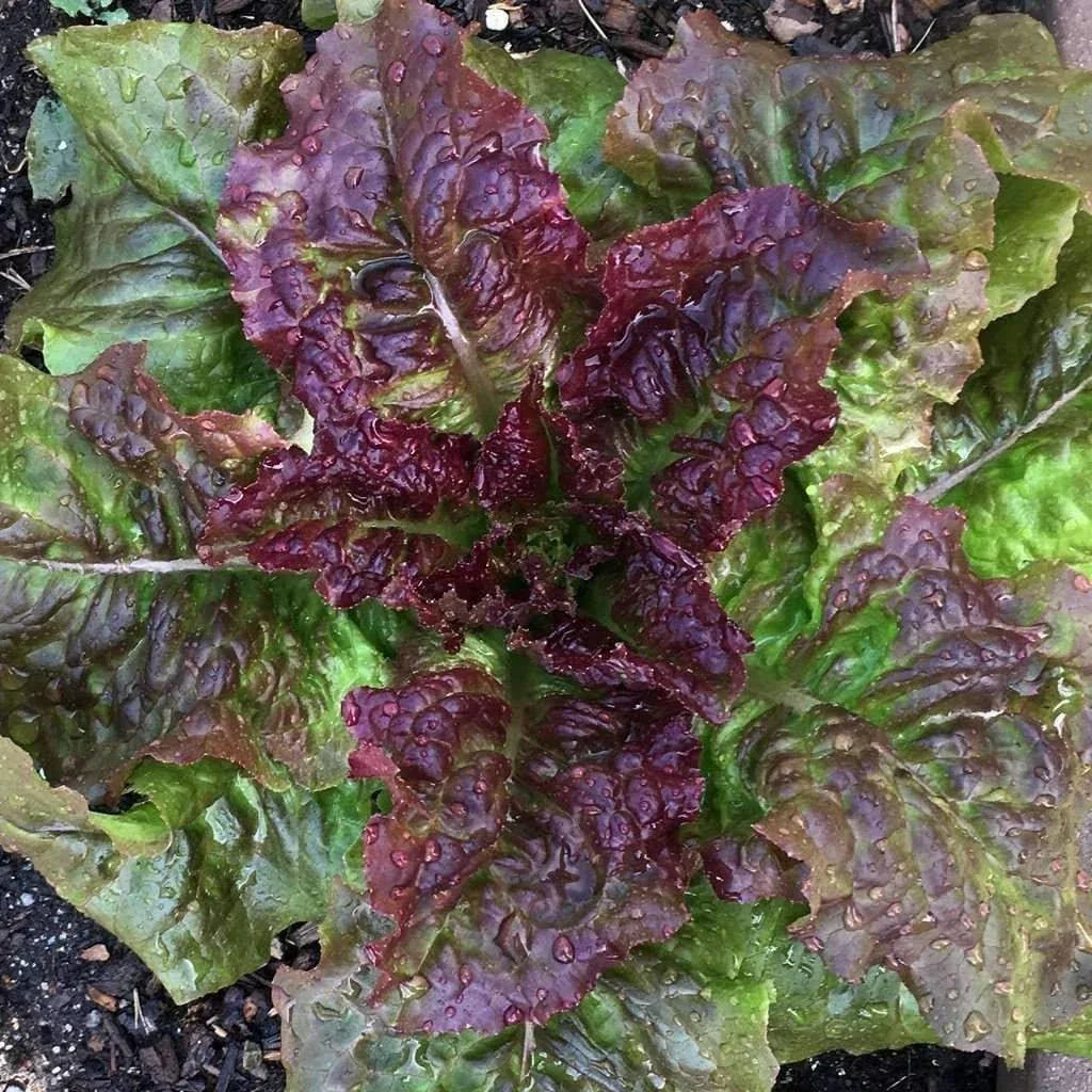 Prizehead Lettuce Seeds 600+ Non-GMO Vegetable Seeds for Salad Gardens USA Grown