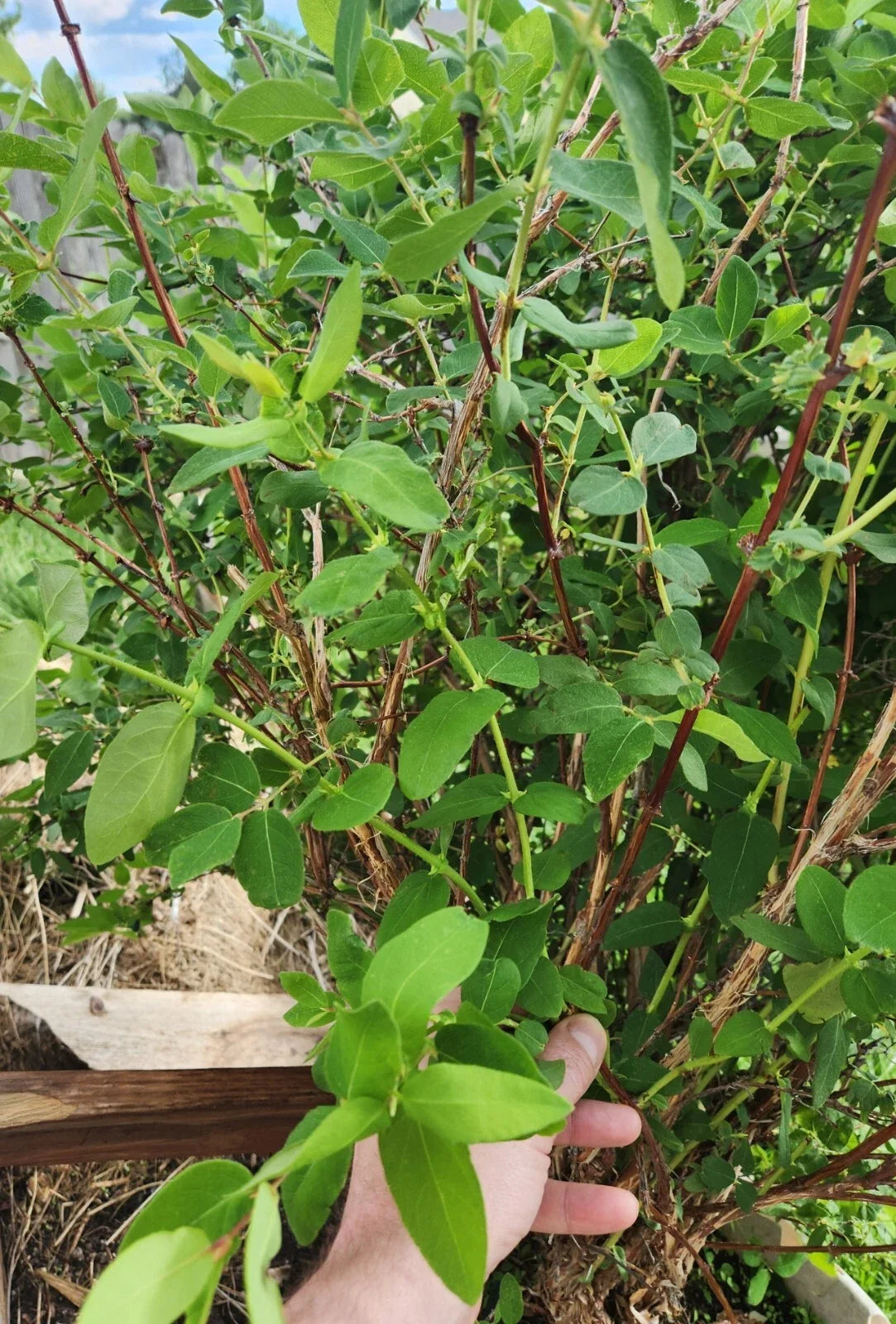 Honeyberry Cuttings 8 pcs Berry Blue Lonicera caerulea for Garden, Fruit, and Berry Cultivation