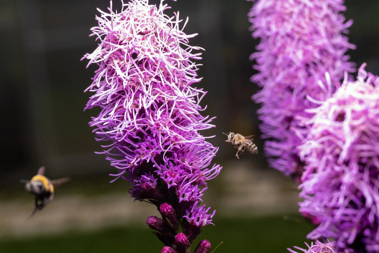 Kobold Dense Blazing Star Seeds - 25+ Liatris spicata Perennial Flower Seeds