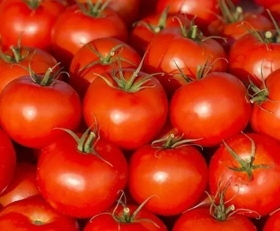Ace 55 Tomato Seeds 100 Ct - Heirloom Non-GMO Vegetable Seeds - USA Seller