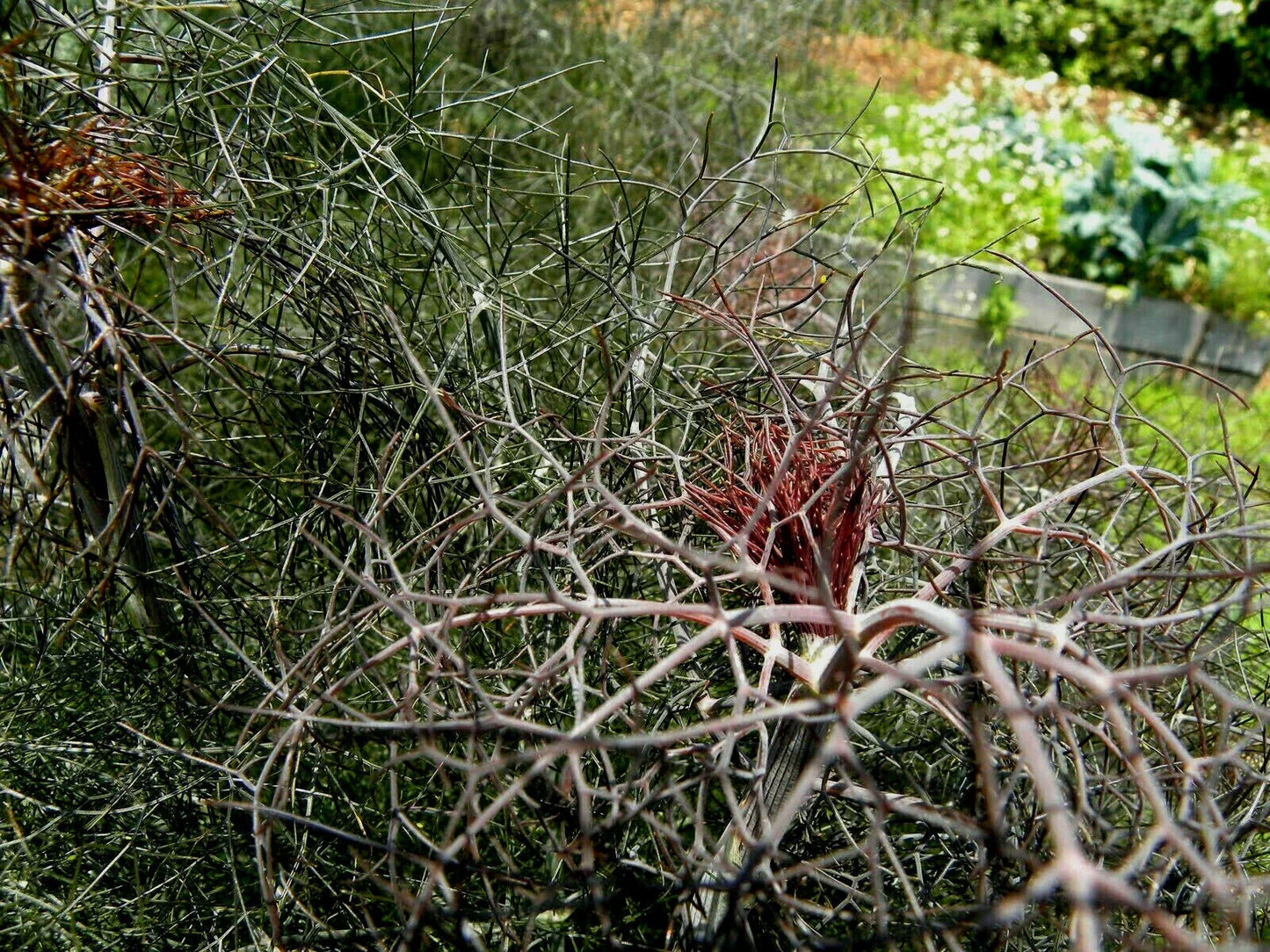 Bronze Fennel Seeds 100 Pack - Foeniculum vulgare 'Purpureum' Dark Purple Fern-Like Foliage Herb