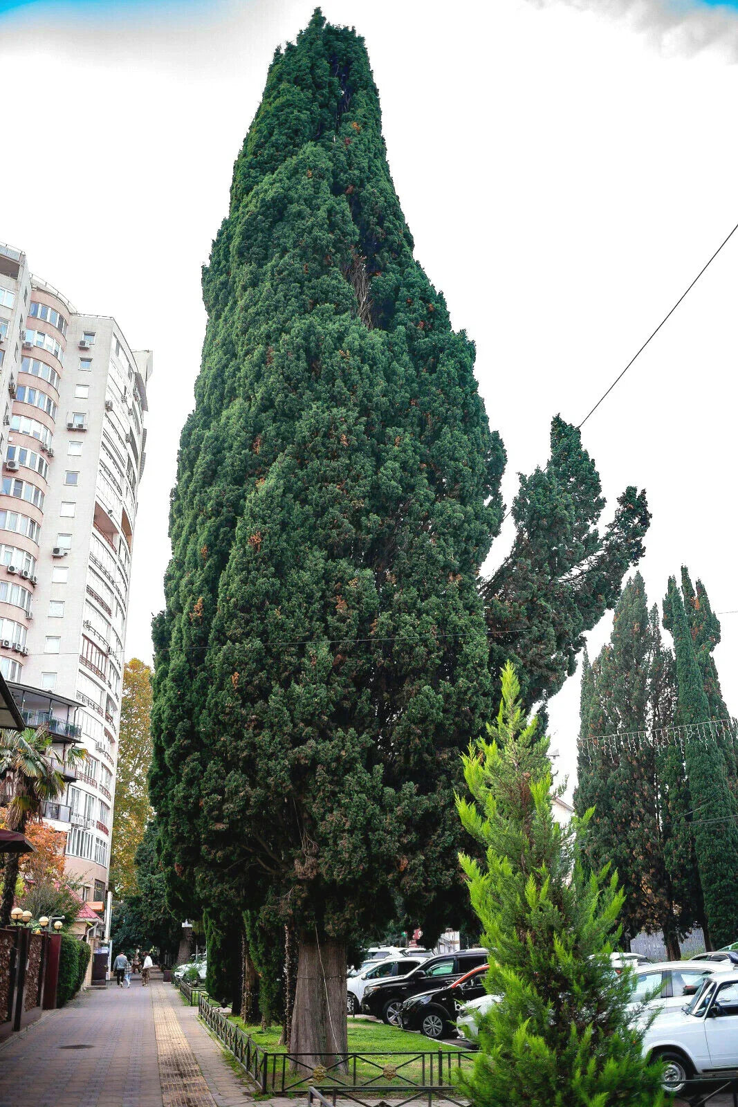 Green Giant Thuja Seeds - 30+ Pack - Thuja plicata Evergreen Trees