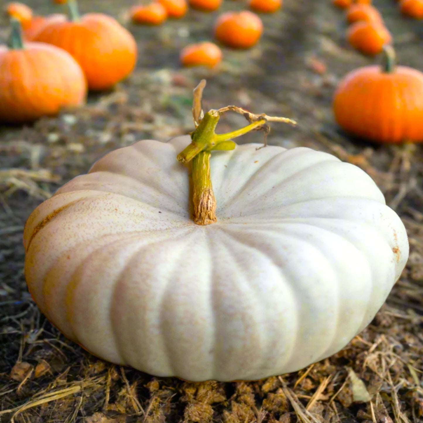 Flat White Boer Pumpkin Seeds | Heirloom Cucurbita pepo | Stackable Cinderella Casper Squash Seeds for Garden & Fall Decor