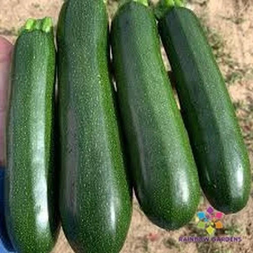 Triumph Cucumber Seeds - Heirloom Cucumis sativus for Garden, Salad, Pickling, Vining Plant, Non-GMO, Fast Germination, USA