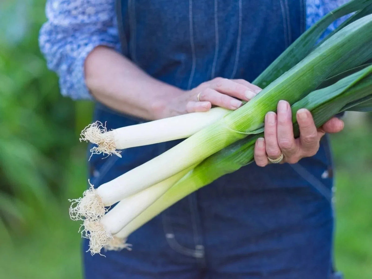 Large American Flag Leek Onion Seeds - Heirloom Organic Non-GMO 250 Count, Allium ampeloprasum, Vegetable Seeds for Kitchen Gardens