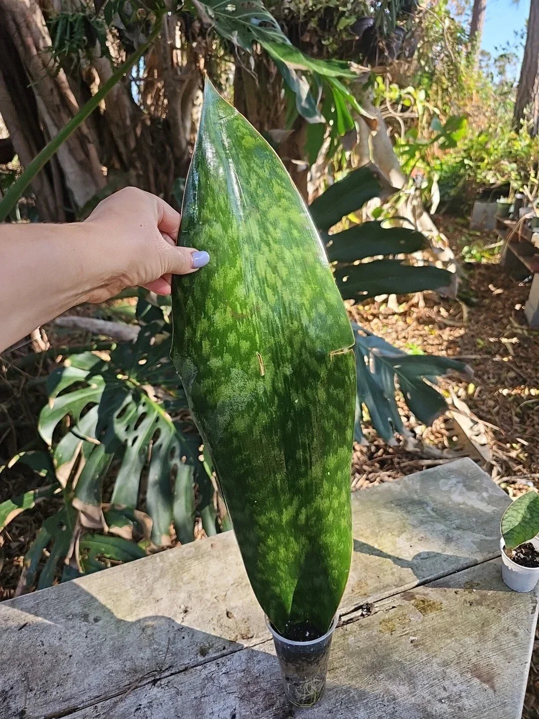 XXL Sansevieria Masoniana Whale Fin Snake Plant - 25" Tall Rooted Indoor Houseplant