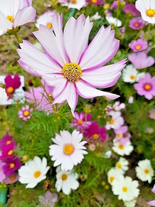 Cosmos Seeds Mix 100 Pack - Single Double Seashell & Striped Cosmos bipinnatus Flower Seeds for Garden, Pollinator Attracting, Easy to Grow