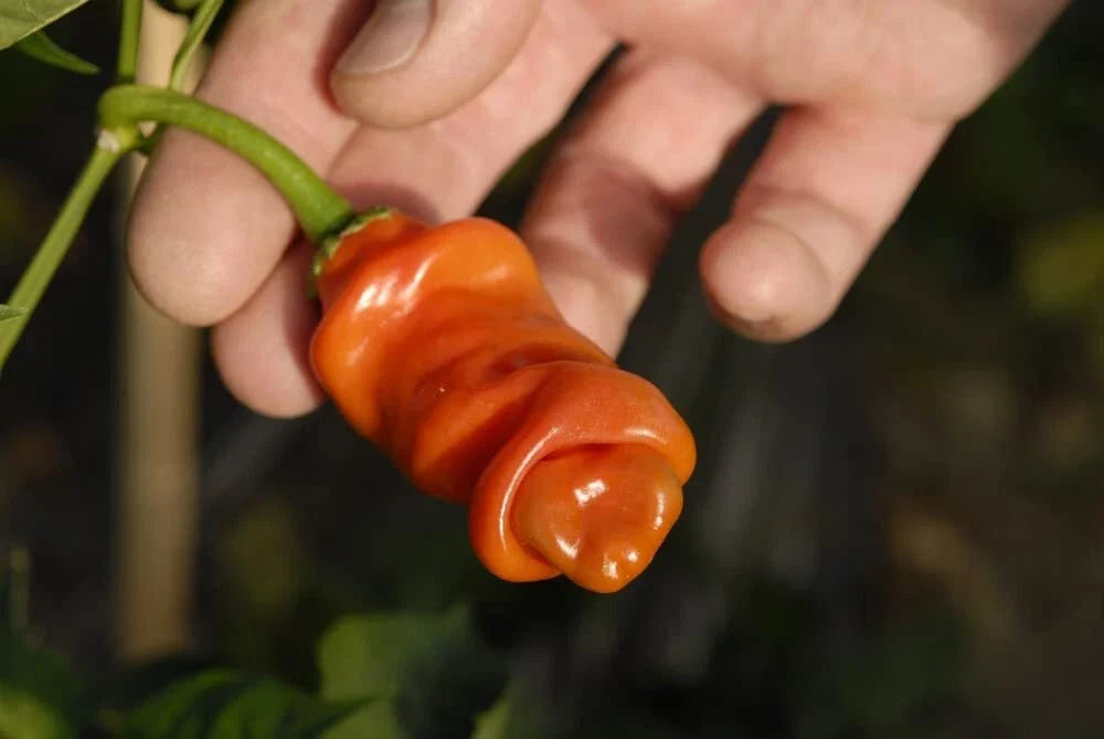 Peter Pepper Seeds - 30 Seeds, Exotic Capsicum annuum, Curvy Shape, Spicy Hot Peppers for Garden or Containers