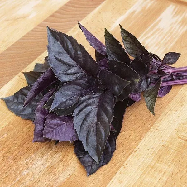 Dark Opal Basil Seeds - 250+ Heirloom Organic Non-GMO Ocimum basilicum