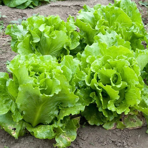 Black Seeded Simpson Lettuce Seeds | Heirloom Non-GMO Organic Vegetable Seeds Lactuca sativa