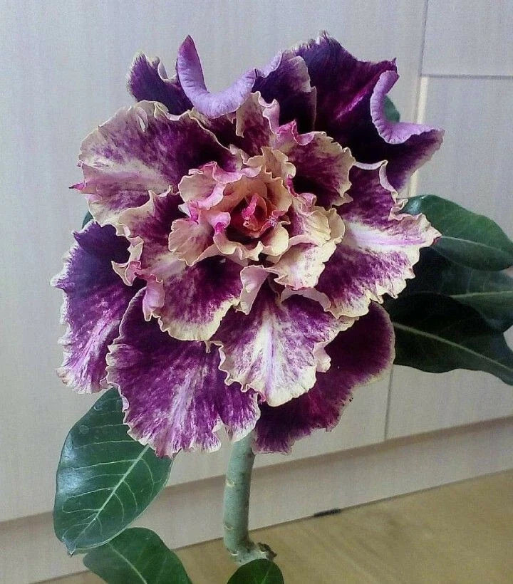 Purple Cream Desert Rose Seeds - Adenium Obesum - 4 Flower Seeds for Indoor & Outdoor Garden