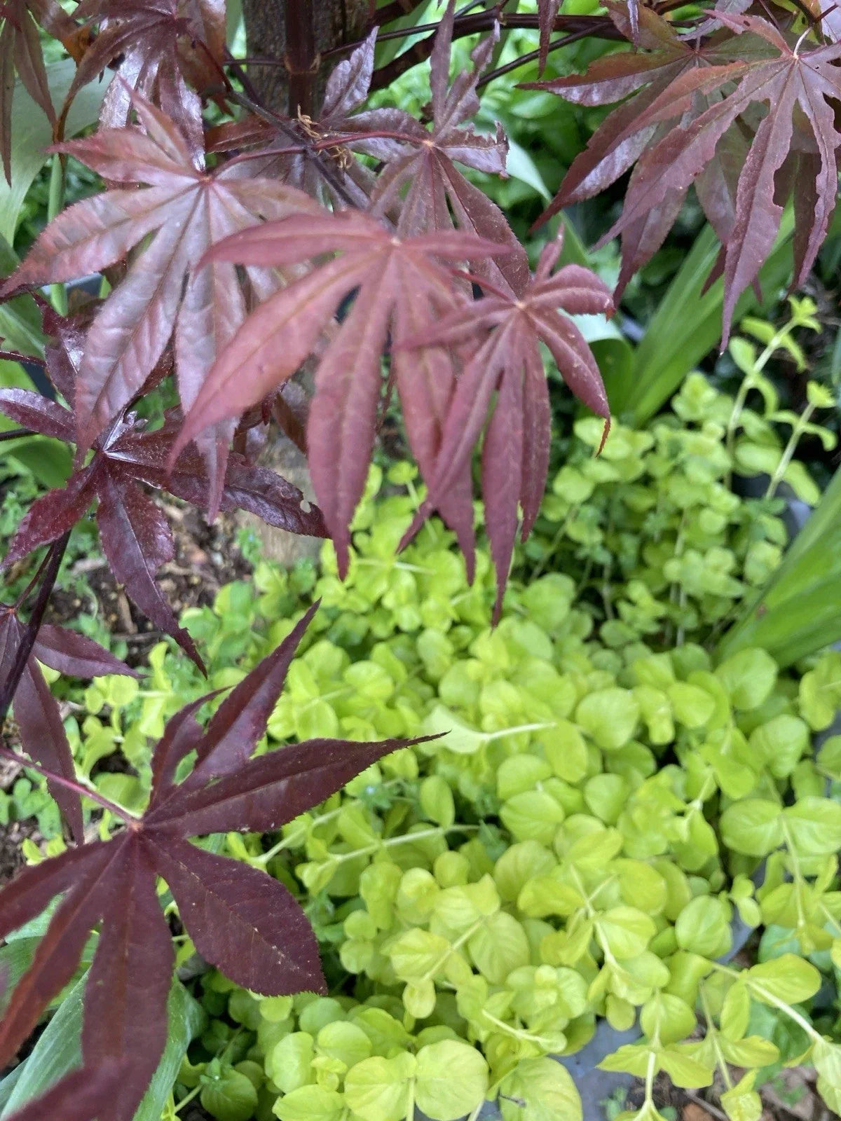 Creeping Jenny Plants - 15 Bare Root Ground Cover Lysimachia nummularia, Golden Foliage, Low-Growing, Spreading
