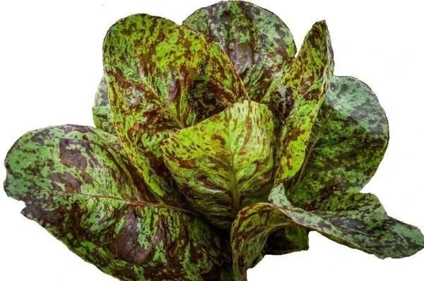 Freckles Romaine Lettuce Seeds - 500+ Heirloom Organic Non-GMO Seeds for Home Garden