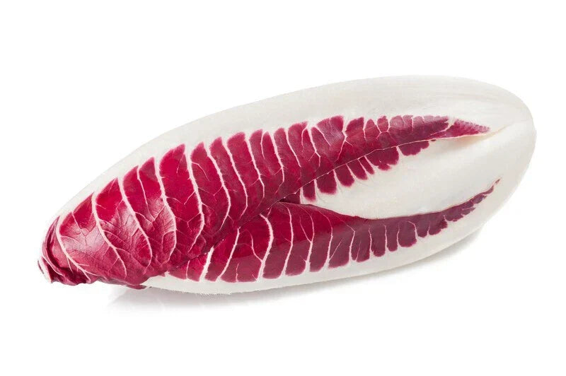 Endive Seeds Red Treviso - 2000 Count Non-GMO Heirloom USA Seller