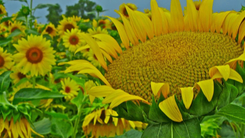 15 Giant Mammoth Sunflower Seeds Helianthus annuus - Large Yellow Blooms Garden Pack