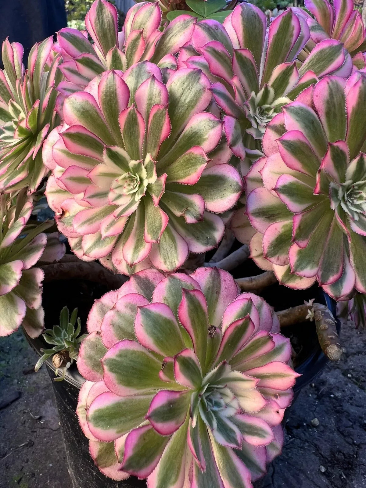 Aeonium Garnet Succulent Plant 4-inch Pot, Drought-Tolerant, Decorative Foliage, Aeonium 'Garnet'