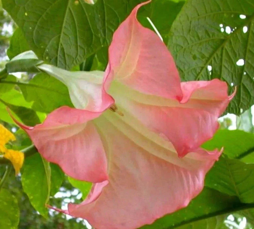 Sunset Angel Trumpet Seeds - 10 Brugmansia Datura Flowers for Exotic Garden, Ornamental Landscaping, Pollinator Attracting Plants