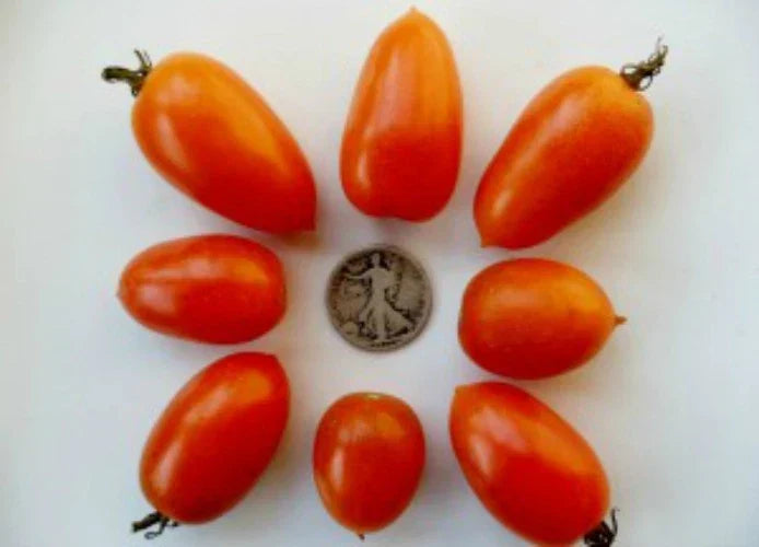 Amish Gold Tomato Seeds - 25 Seeds - Paste & Slicer Variety - Solanum lycopersicum