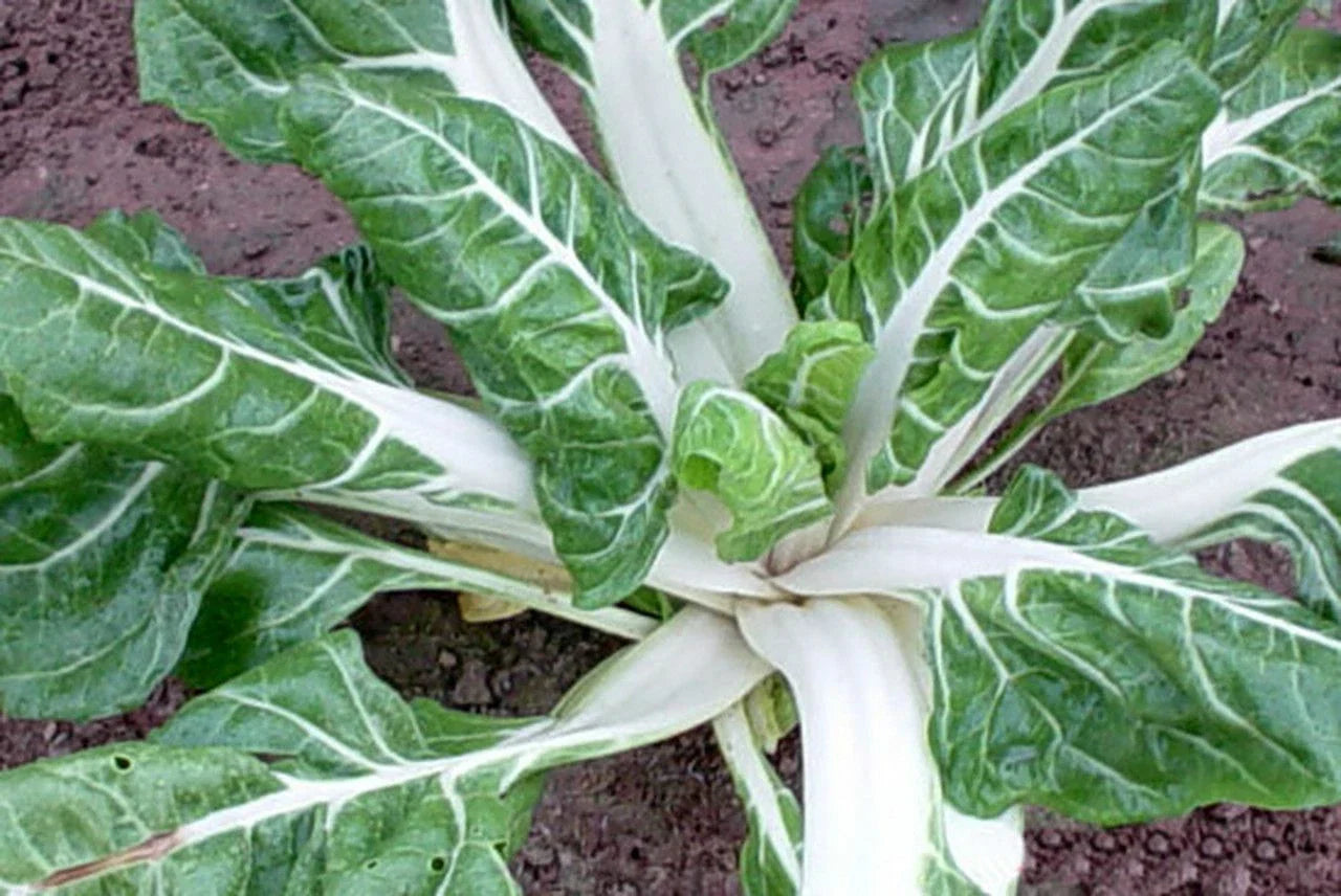 Swiss Chard Seeds 100 Ct Large White Ribbed Heirloom NON-GMO Beta vulgaris