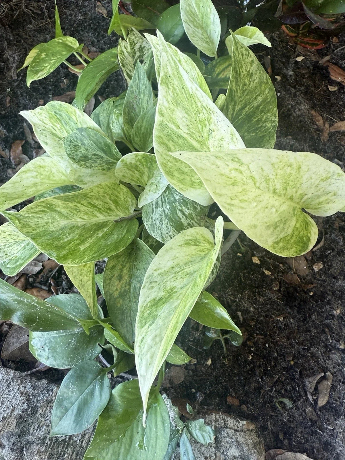 Assorted Pothos Plant Cuttings - 5 Rooted Epipremnum aureum Houseplants for Beginners, Low Light, Easy Care