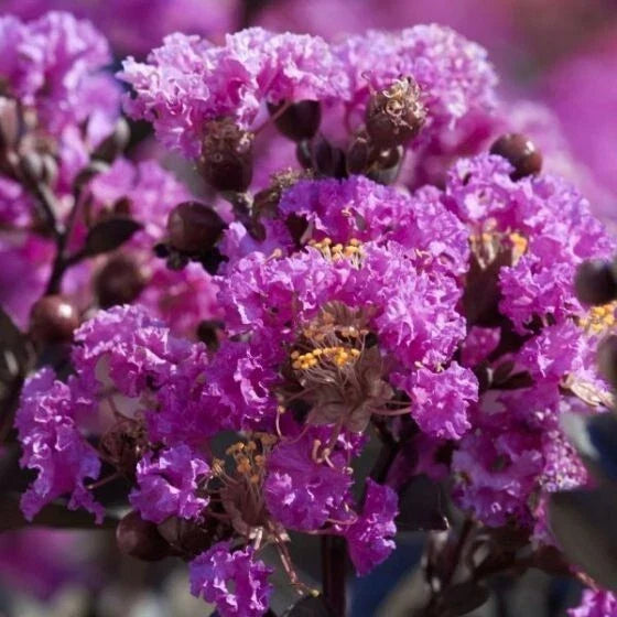 Purple Cape Myrtle Seeds - Lagerstroemia indica Perennial Flower Seeds for Garden, Landscape, Pollinator Attractant